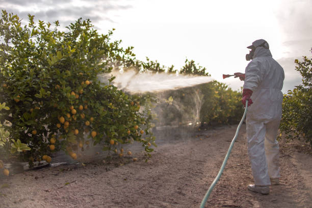 Best Affordable Pest Control Services  in Dallesport, WA
