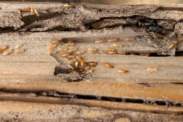Pest Prevention Services in Dallesport, WA
